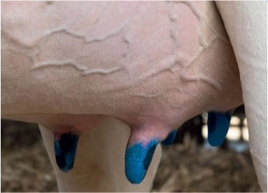 DeepBlue on Udder