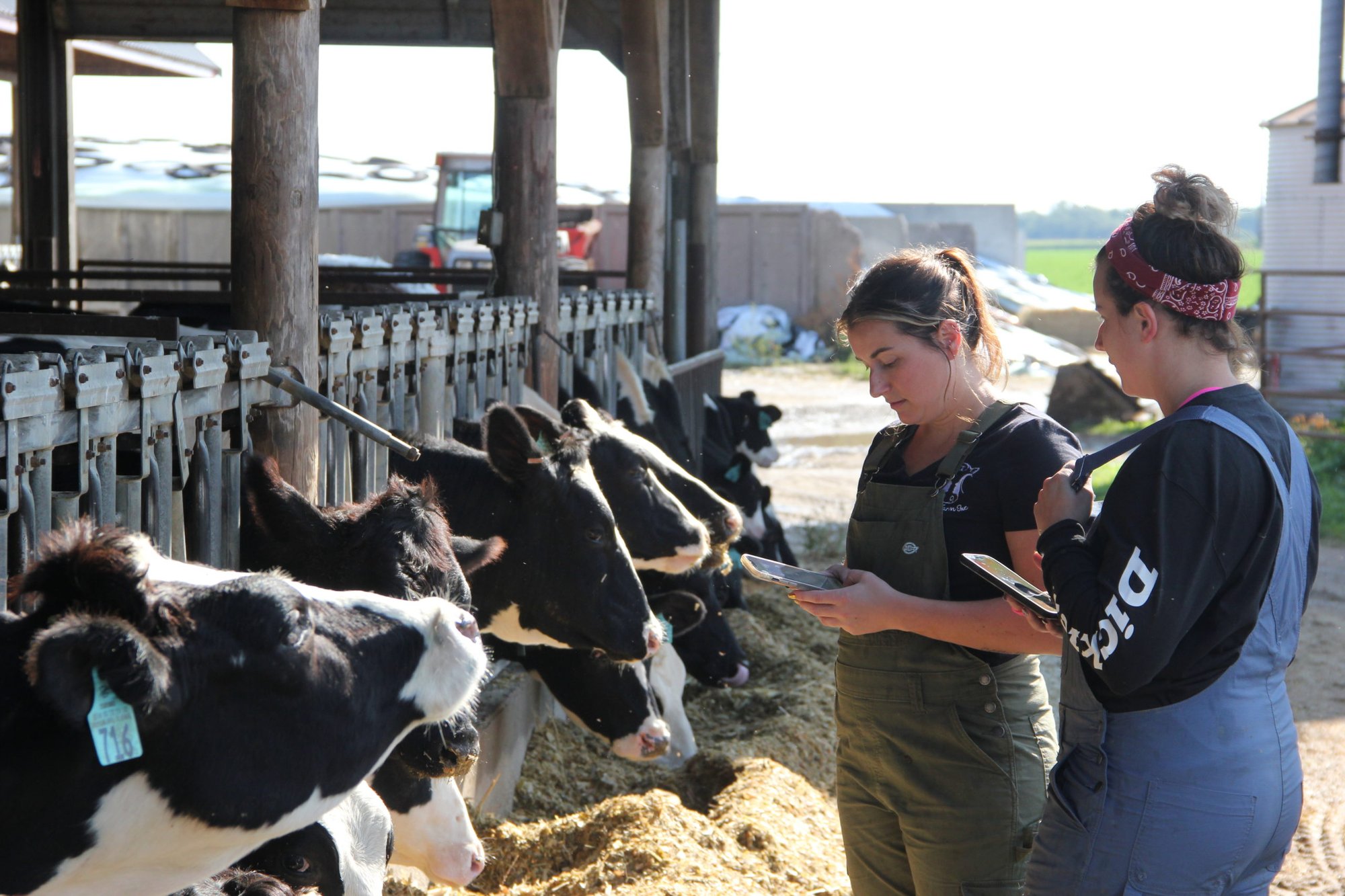 VAS DairyComp Cows