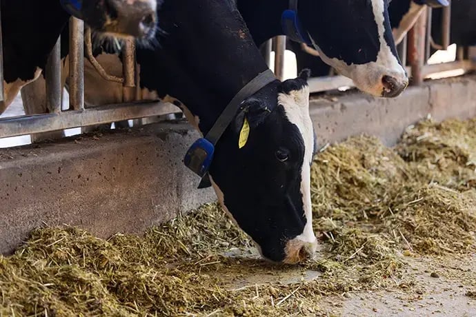 Alta COW WATCH
