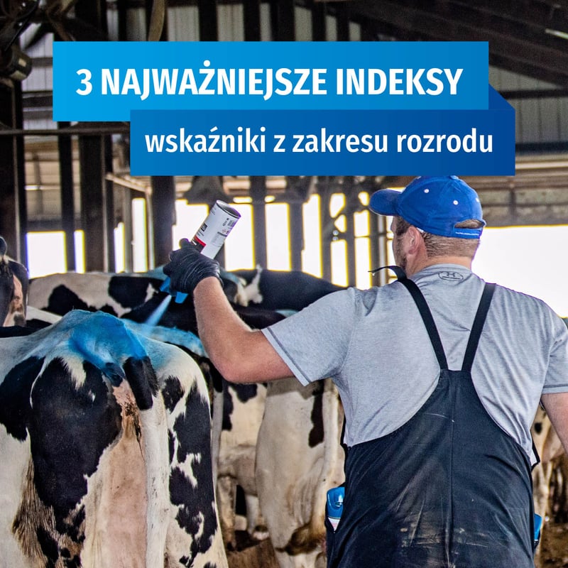 Zarządzanie ROZRODEM bydła – INDEKSY.