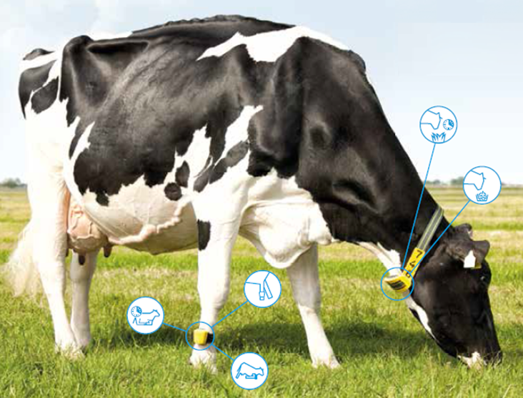 12 zalet używania Alta Cow Watch