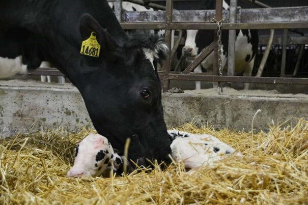 W jaki sposób stres cieplny podczas późnej ciąży może wpłynąć na nasze cielęta i jakość siary? Tłumaczenie za The Colostrum Counsel (SCCL).