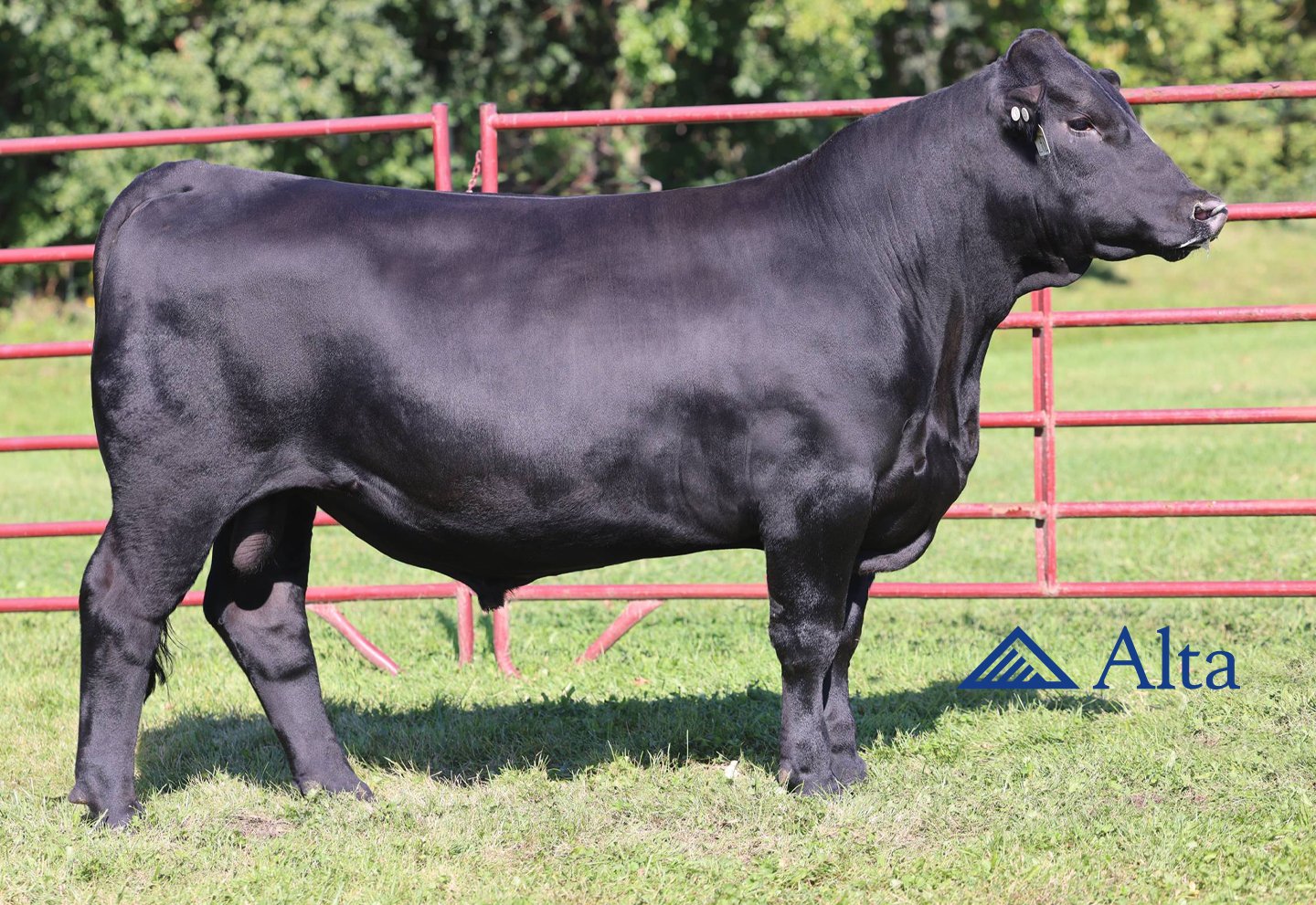 peak venom czarny angus peak venom czarny angus